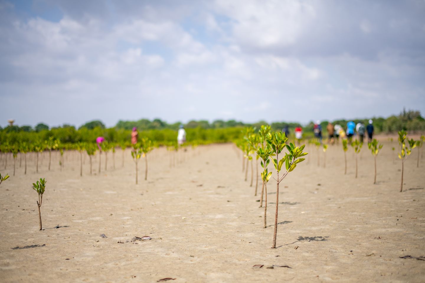 Brotes de mangle se abren paso a través de la tierra. Este tipo de iniciativas de replantación son esenciales para rehabilitar las zonas costeras del Senegal y desarrollar los medios de vida de las aldeas locales. ©FIDA/Ibrahima Kebe Diallo